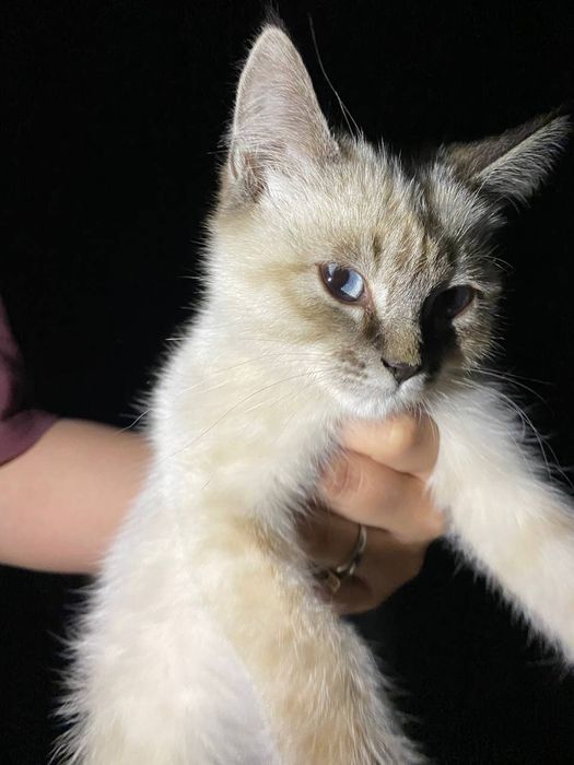 Котенок породистый