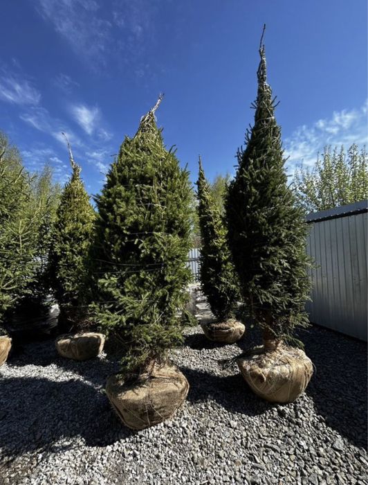 КРУПНОМЕРЫ сосны, ели зеленые, ели голубые