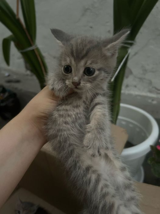 Отдам бесплатно котят