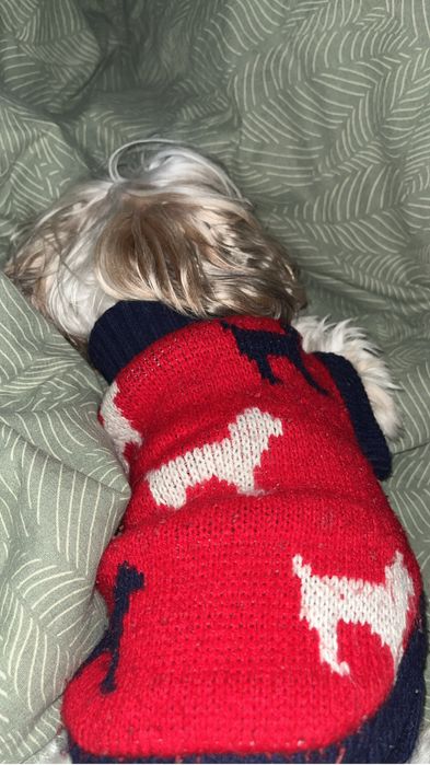 Гледане на домашни любимци