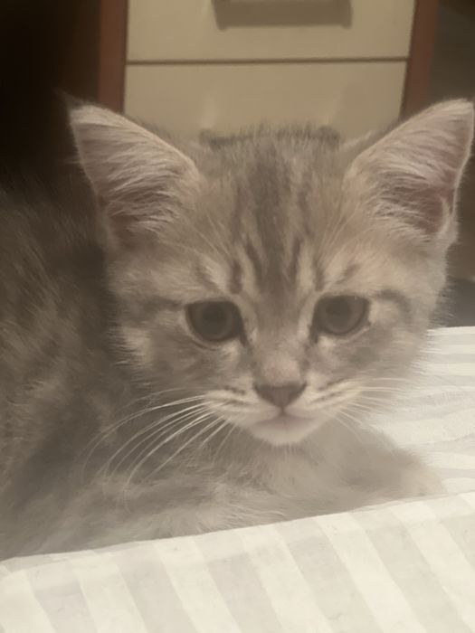 Британская порода