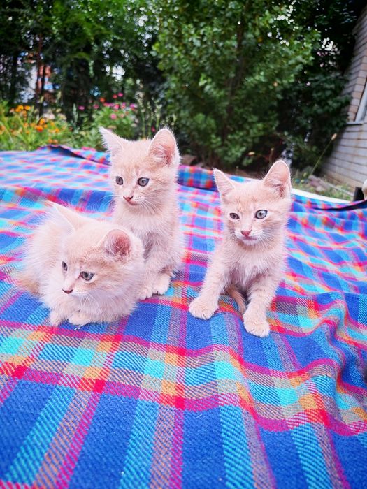 Отдам котят бесплатно