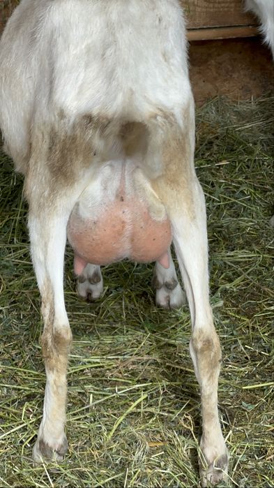 Tapusori saanen diferite varsta