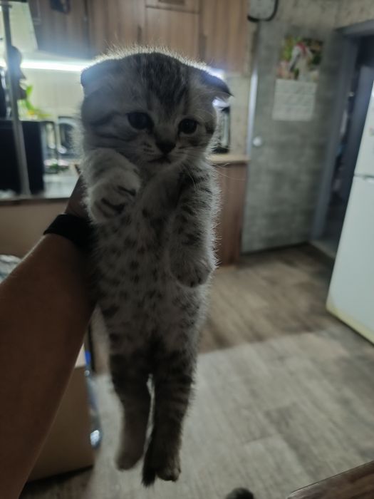 Котята вислаухие .