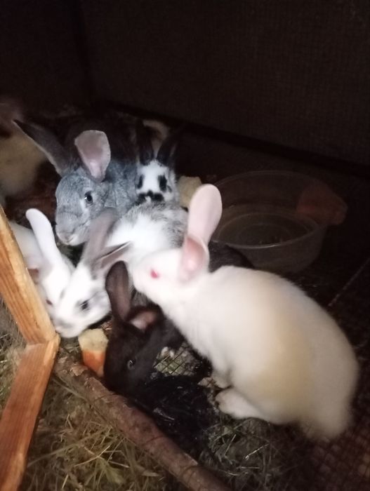 Ayol quyonla sotiladi