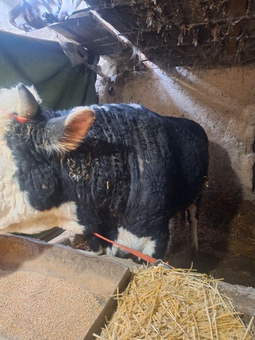 3 бас букалар сатылады