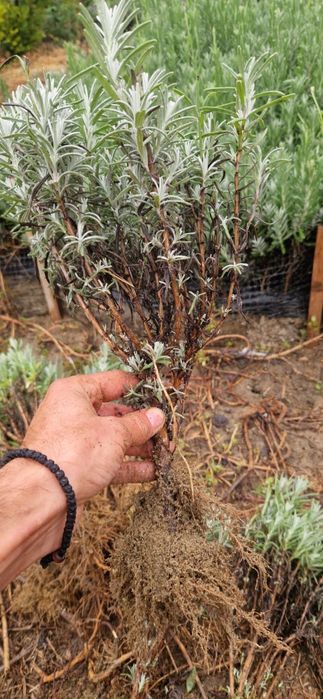 Butași de lavandă, rozmarin, salvia, echinaceea, immortele.