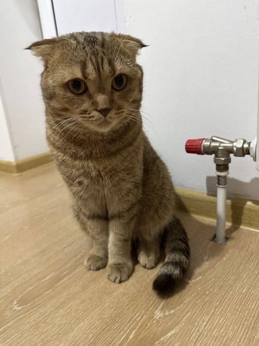 Вязка животных.