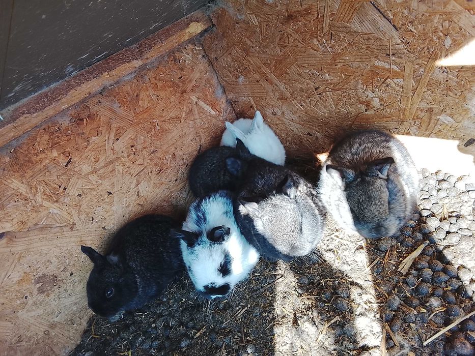 De vânzare sau schimb