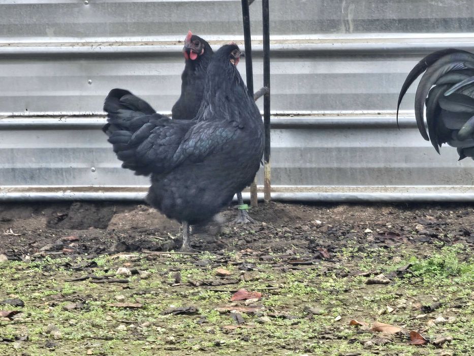 Черен австралорп (яйца за люпене)