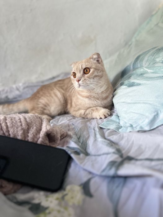 Котик шотландский