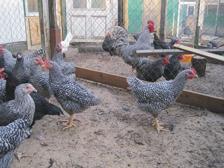 Яйца от АМРОК оплодени и проверени -Разплодни яйца за люпене от кокошки породата Амрок