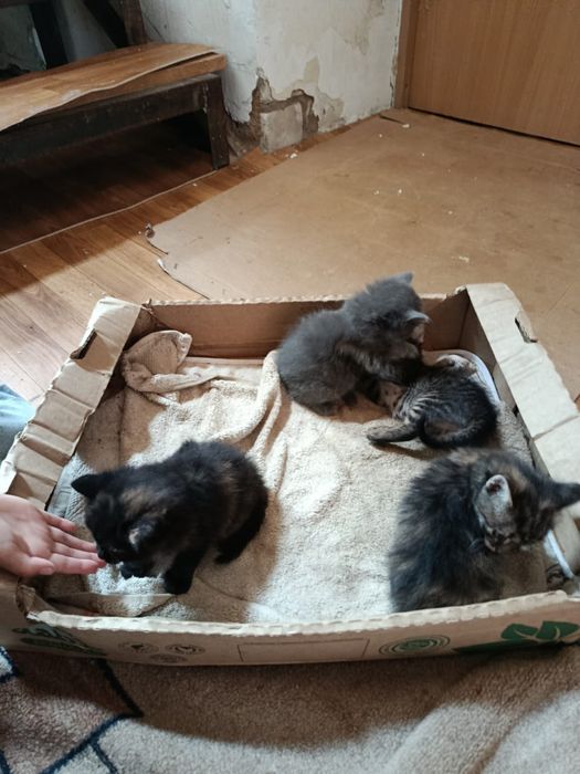 Котяты бесплатно домашние