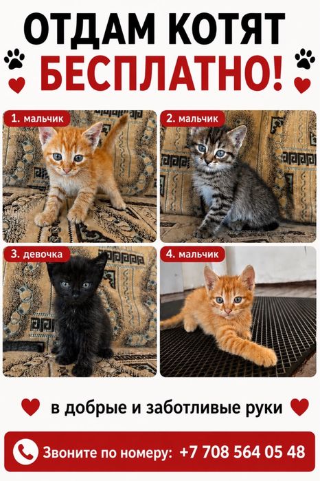Отдадим котят бесплатно
