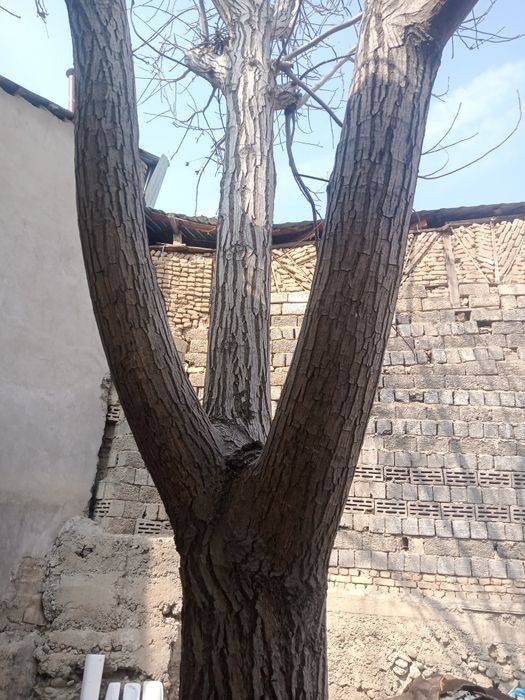 Продам дерево орех срочно диаметр по окружности 1метр90см