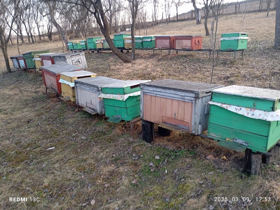 De vanzare família de albine