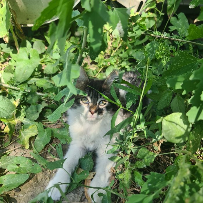 Отдам милых котят в добрые руки.