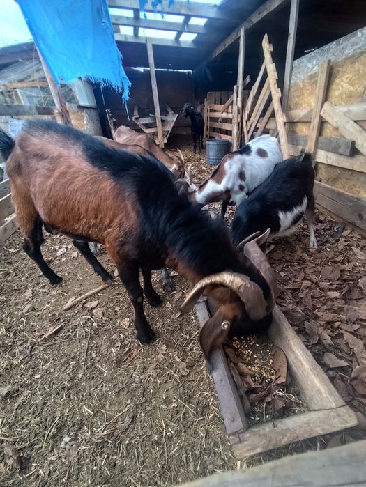 Vând sau schimb țap