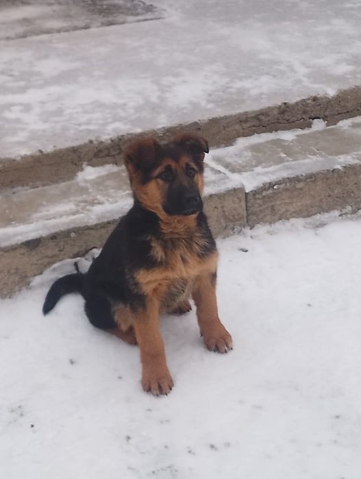 Немецкая овчарка