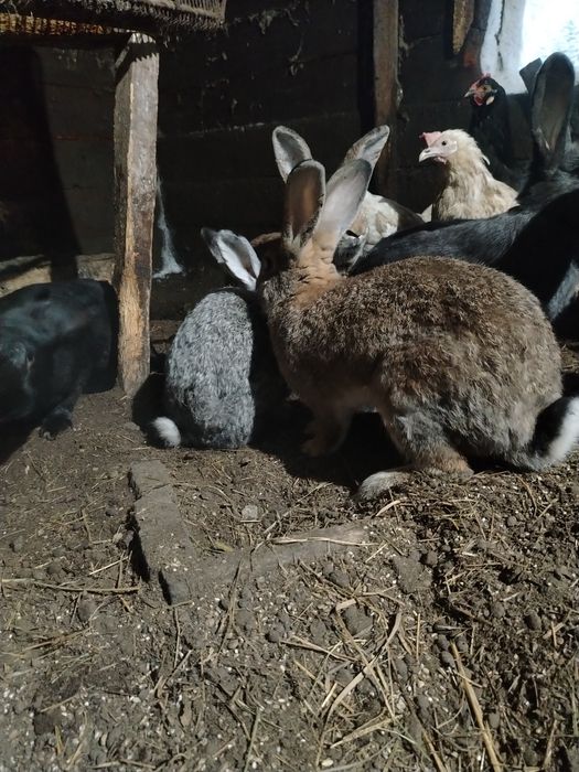 Продам кроликов разных