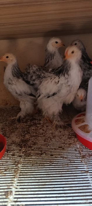 Pui Brahma HD ..