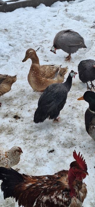 Vând masculi de bibilica