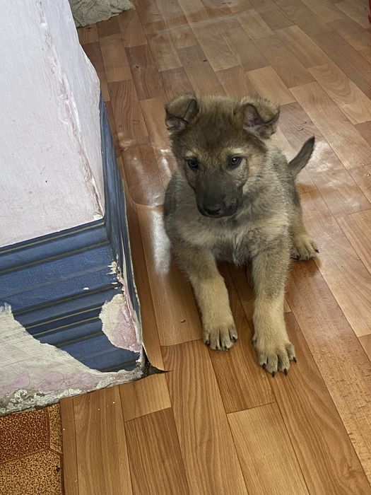 Отдам в добрые руки щенков