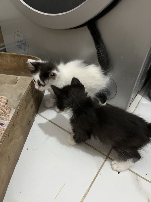 Котята бесплатно