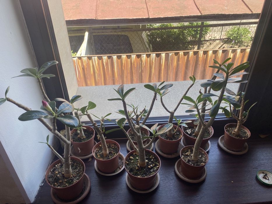 Продаю адениумы