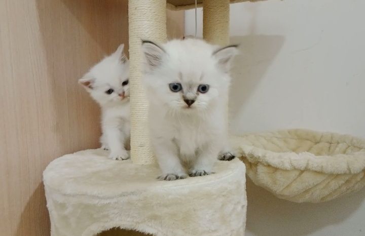 Роскошные котята, ухоженные, растут в любви на хорошем питании