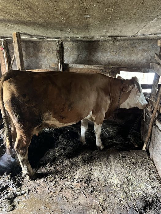 Vaca baltata romaneasca
