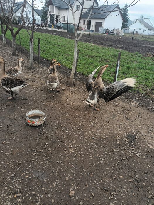 Ouă pt incubat de gâscă toulose