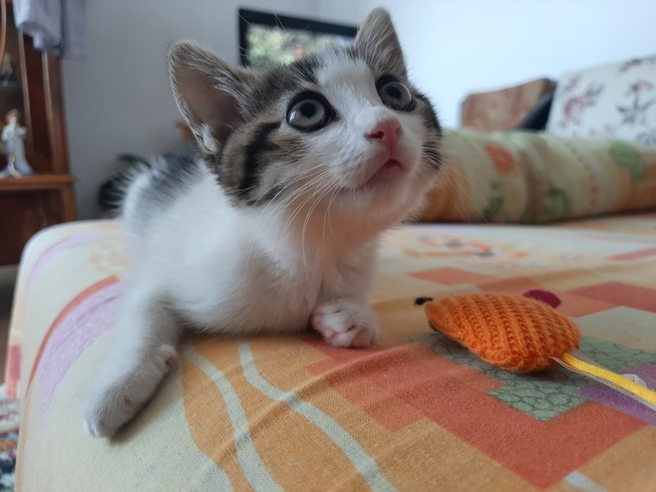 Pisica pentru adoptie