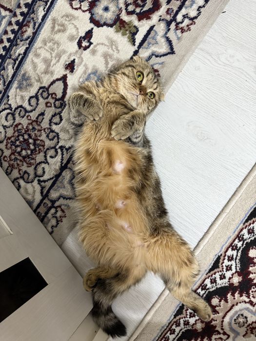 Срочна сотилади…!