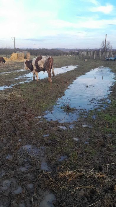 Taur Baltat Romanesc