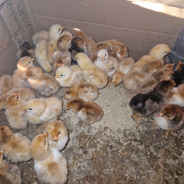 Puisori de țară cauta alta casa