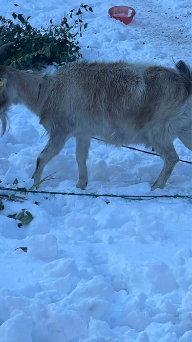 Сутты ешкі, молочная коза!