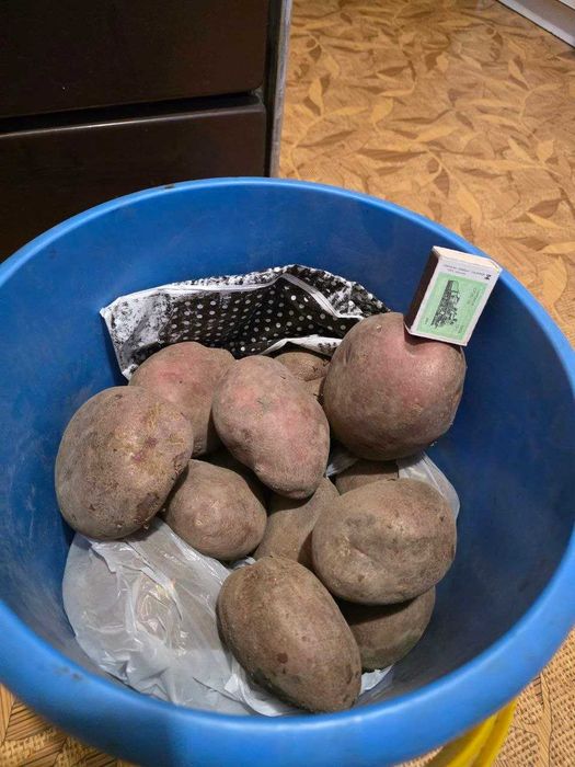 Картошка дачная красная крупная.