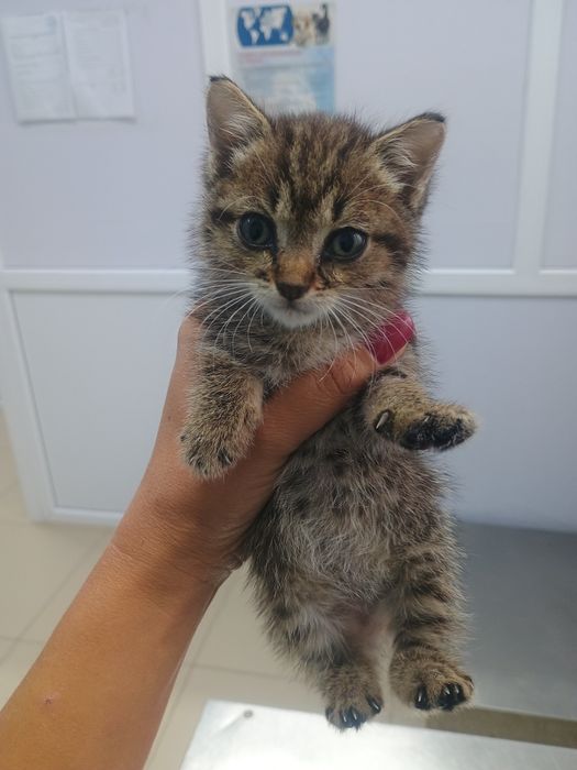 Отдам котенка в добрые руки
