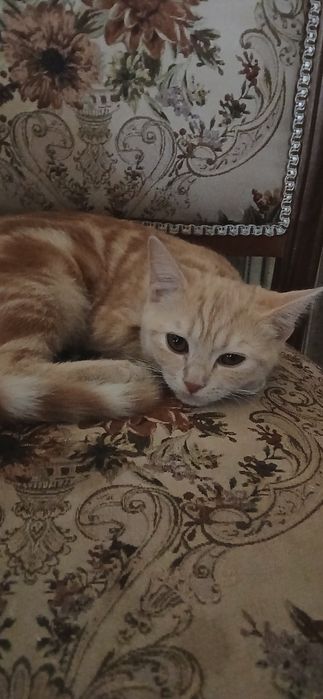 Кошка отдам даром