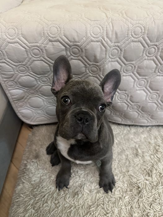 Bulldog Francez mascul