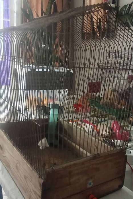 Хомяки джунгарики