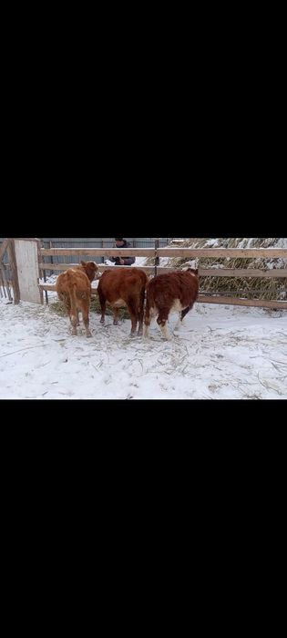 Тайынша! Бұзау! Семіз! Ет! 3500тг