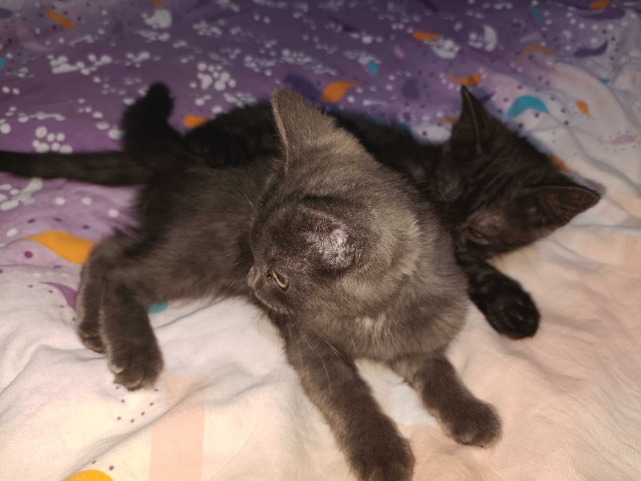 Отдам котят в добрые руки.