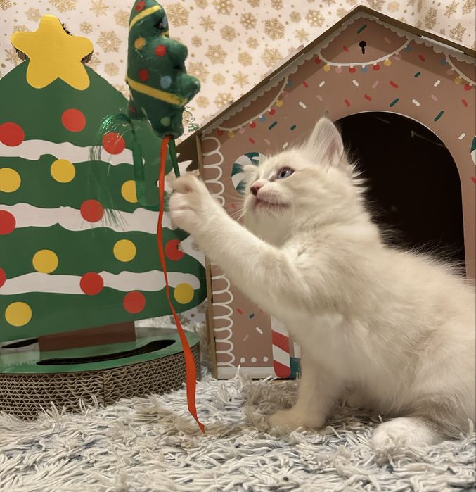 Котенца Регдол/Ragdoll