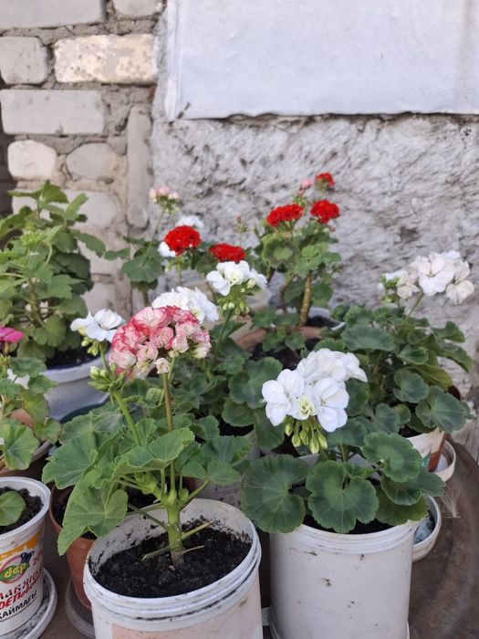 Герань цветущий разные