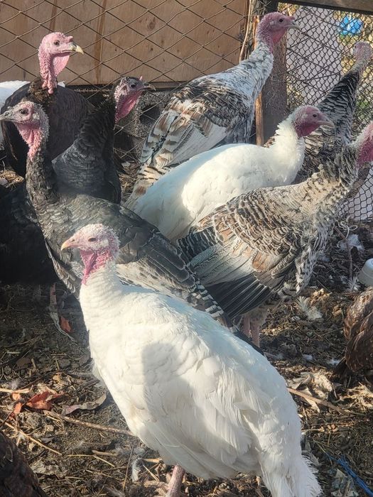Индюки от 1 года до 7 месяцев