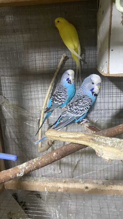 Nimetski andurka papugay