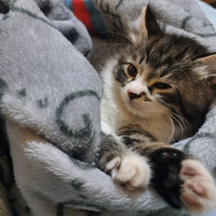 Котята 2 месяца мама страйт