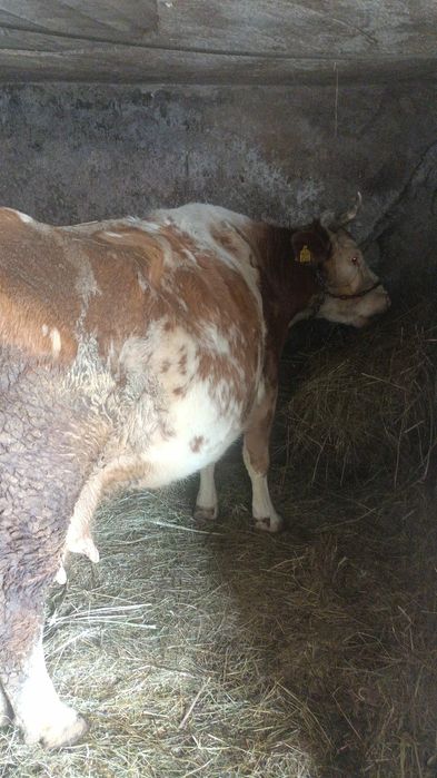 De vânzare vaca gestanta